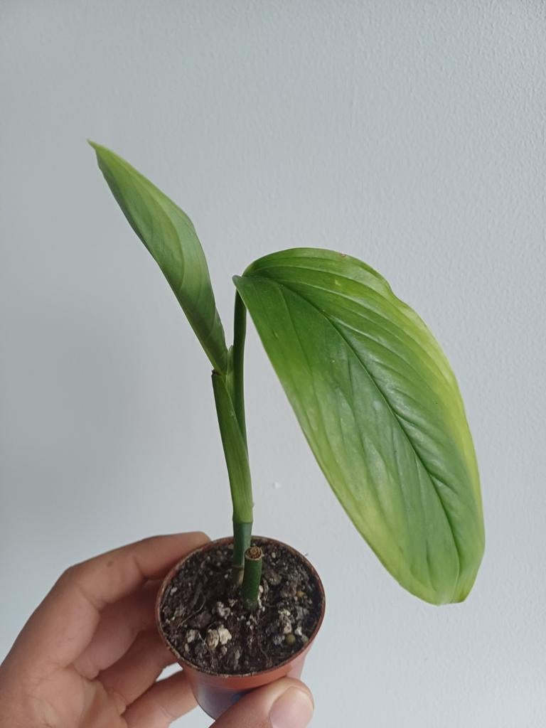 Monstera ec7 (noid), Huis en Inrichting, Kamerplanten, Overige soorten, In pot, Minder dan 100 cm, Groene kamerplant