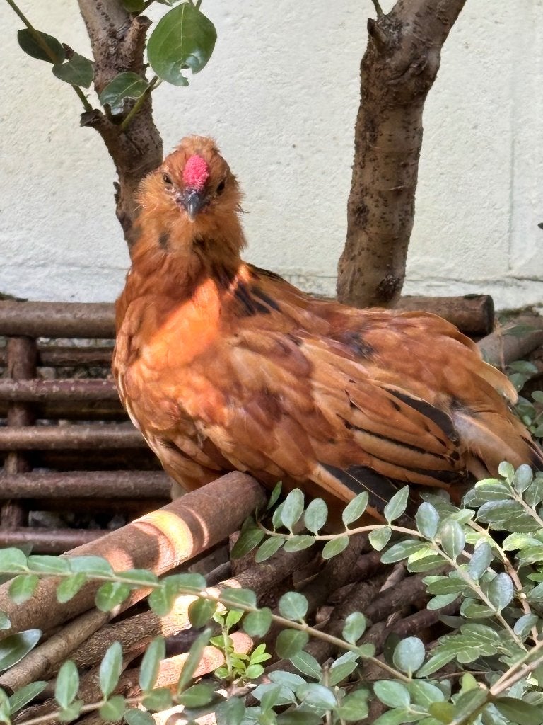 Baardkriel, Dieren en Toebehoren, Pluimvee, Mannelijk, Kip
