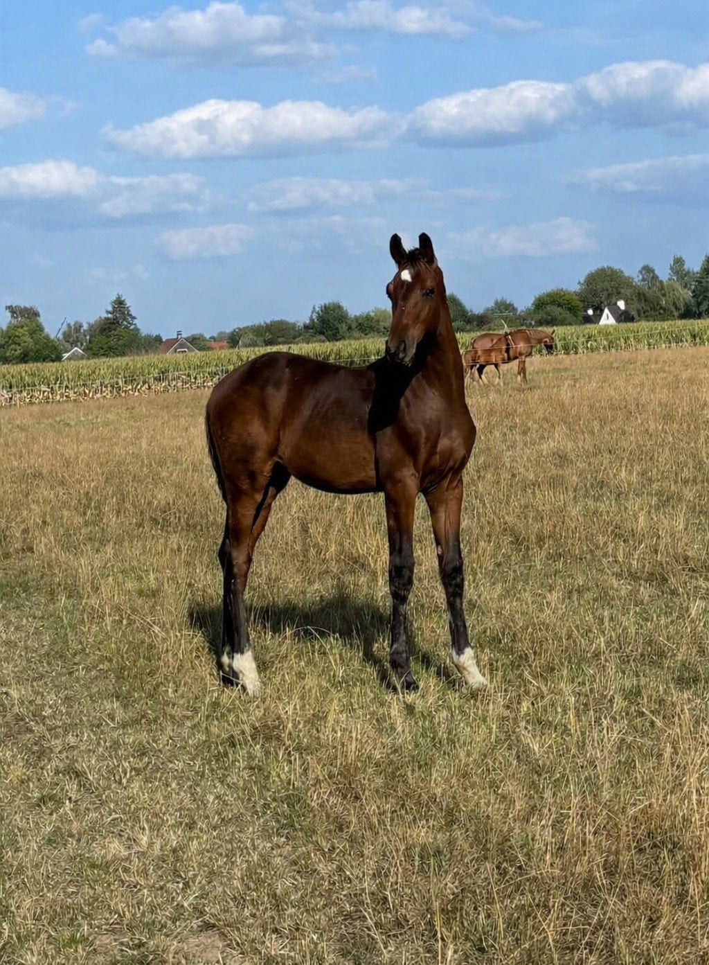 Veulens te koop Ermitage Kalone - Bisquet Balou - Wandor, Hengst, Springpaard, Met stamboom, 0 tot 2 jaar