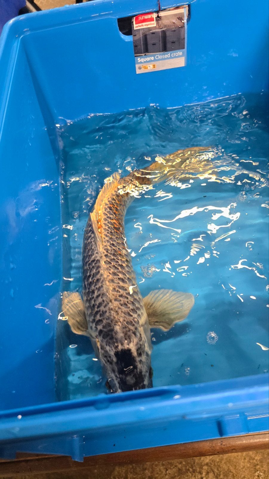 Asagi koi 60 cm