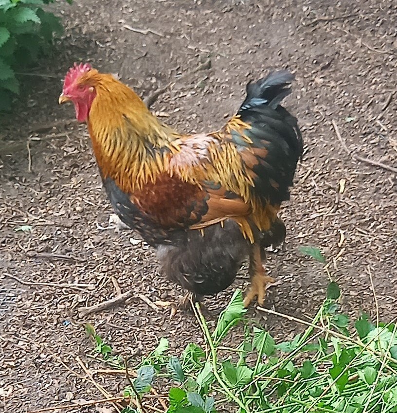 Te ruil of te koop Cochin groothoen haan, Dieren en Toebehoren, Mannelijk, Kip