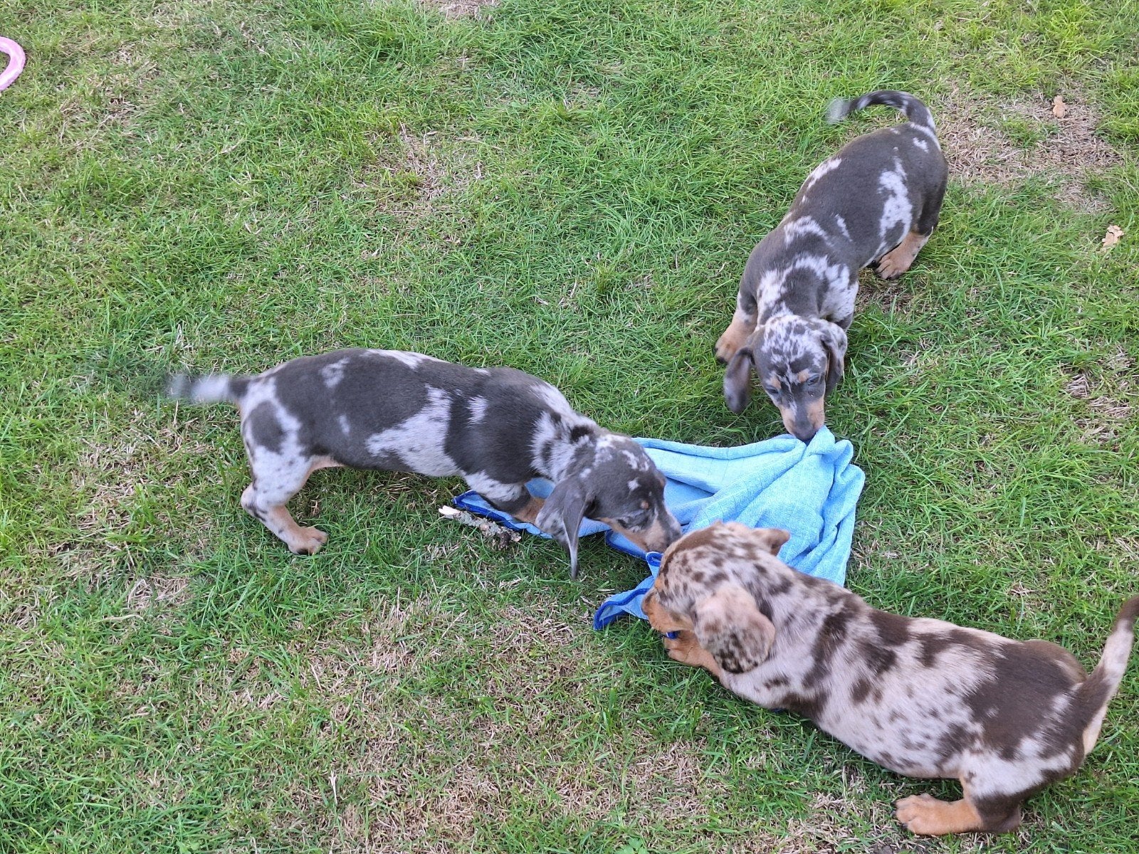 Dwergteckel puppy's, Poils courts, Maladie de Carré (chiens), Belgique, Plusieurs