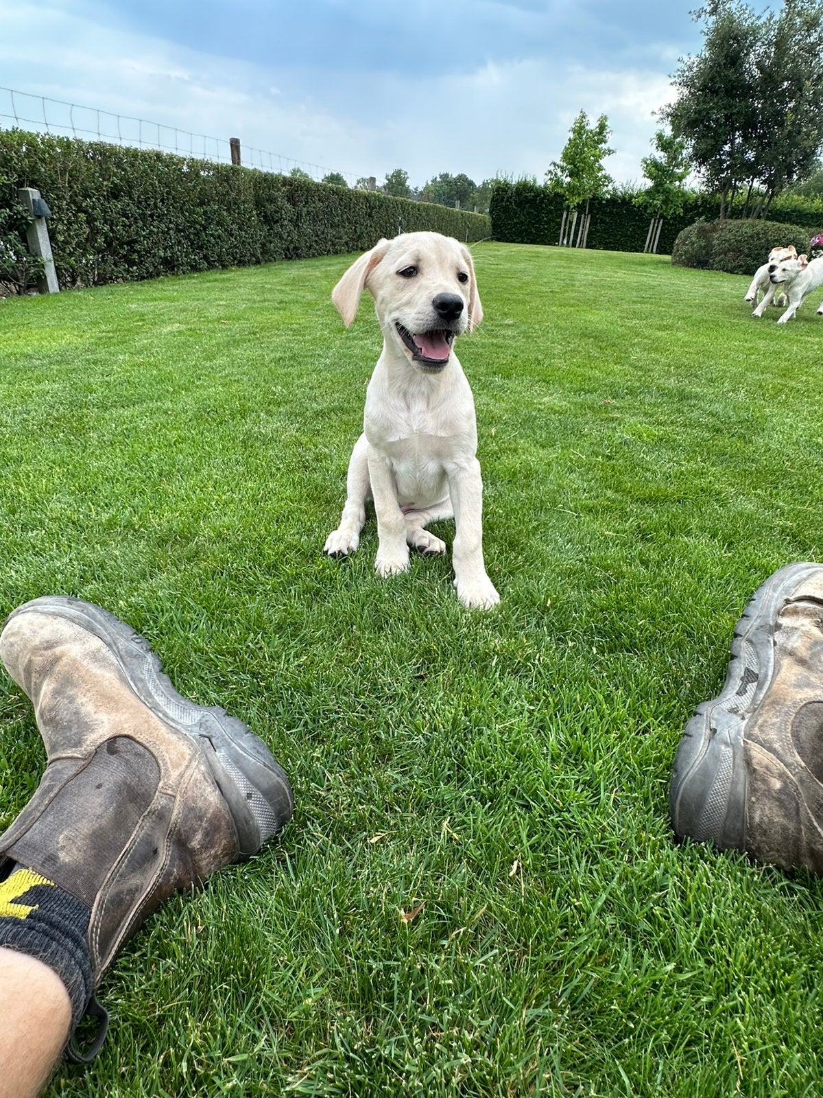 Labrador pups, Animaux & Accessoires, Chiens | Retrievers, Épagneuls & Chiens d'eau, Chien (mâle), Labrador retriever, Éleveur | Loisir