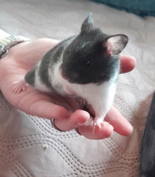 2 Syrische hamsters te koop (Goudhamsters), Dieren en Toebehoren, Hamster, Vrouwelijk, Tam, September