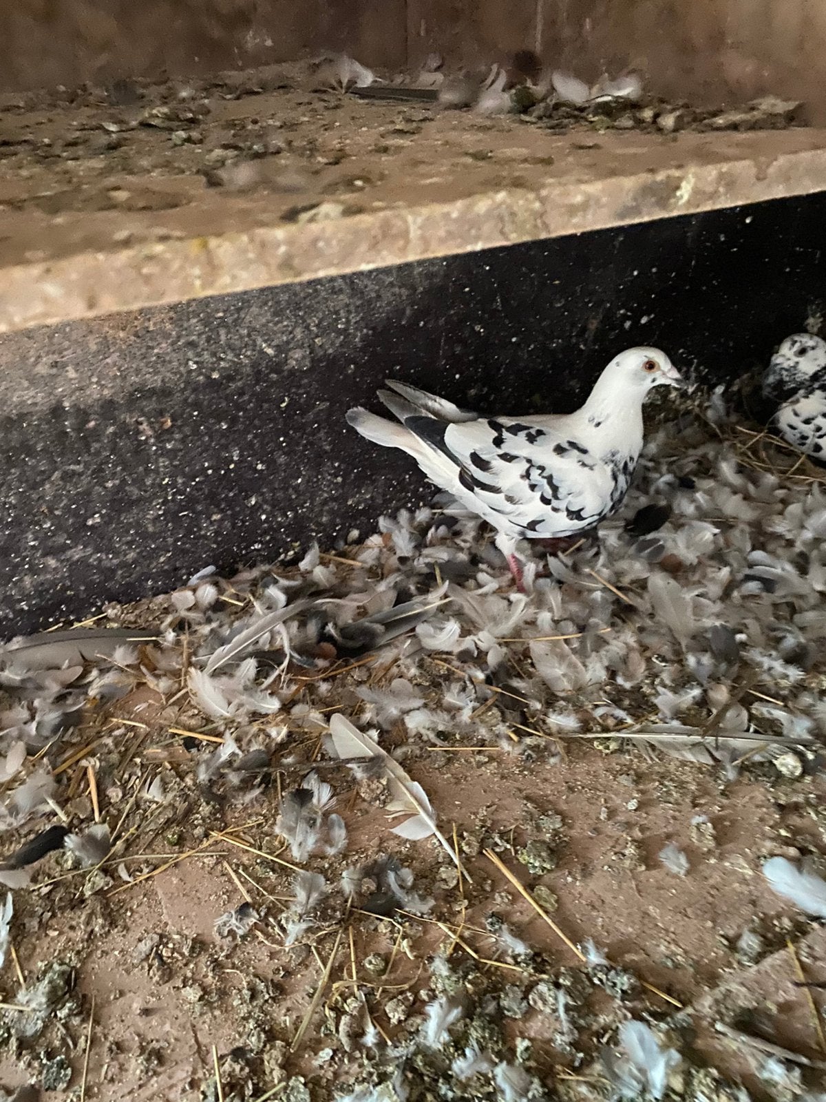 Duivin, Dieren en Toebehoren, Vogels | Duiven