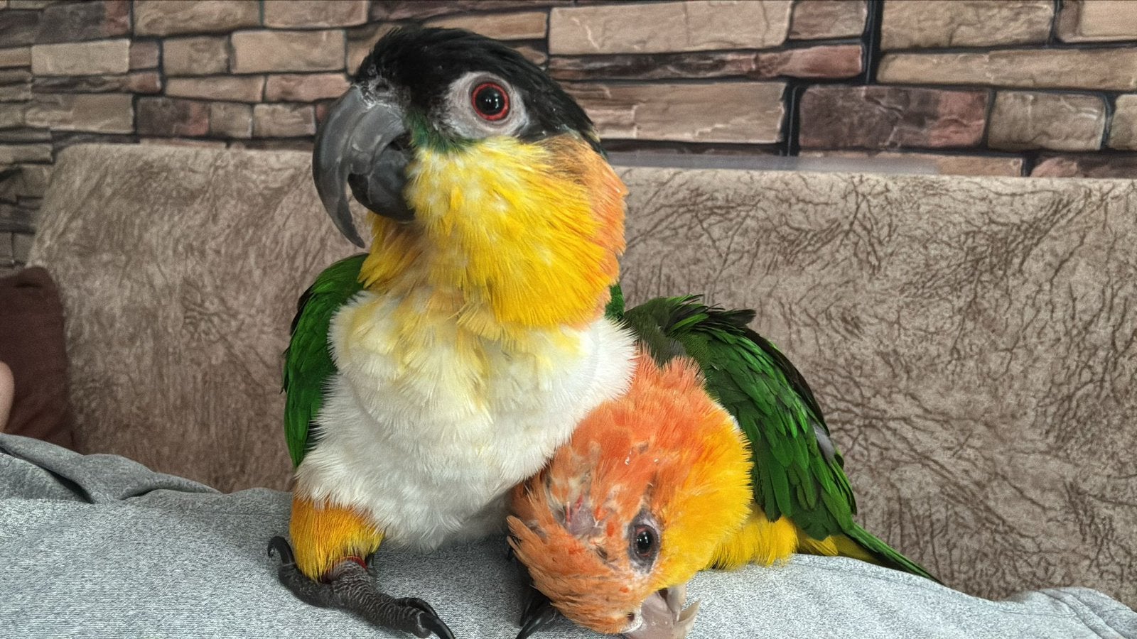 Caique tête jaune de 11 mois, Mâle