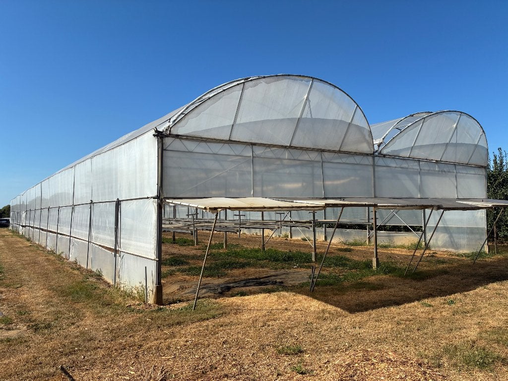 Serre aardbeien, Ophalen