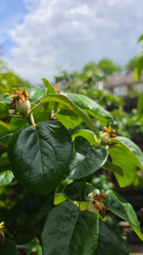 Fruitbomen kweeperen, Ophalen