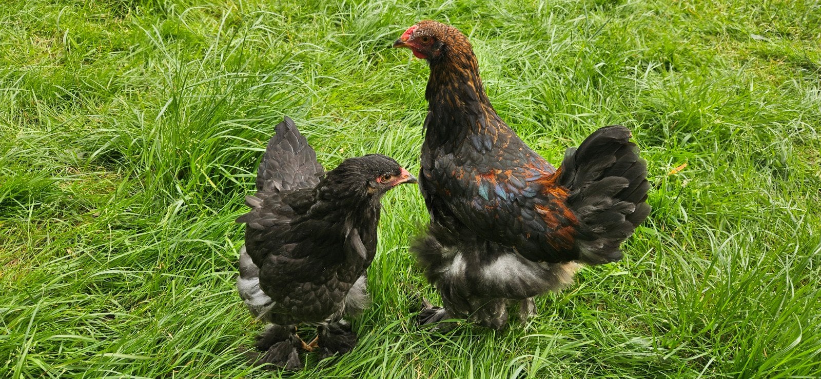 Koppel Brahma's van april 2026, Dieren en Toebehoren, Pluimvee