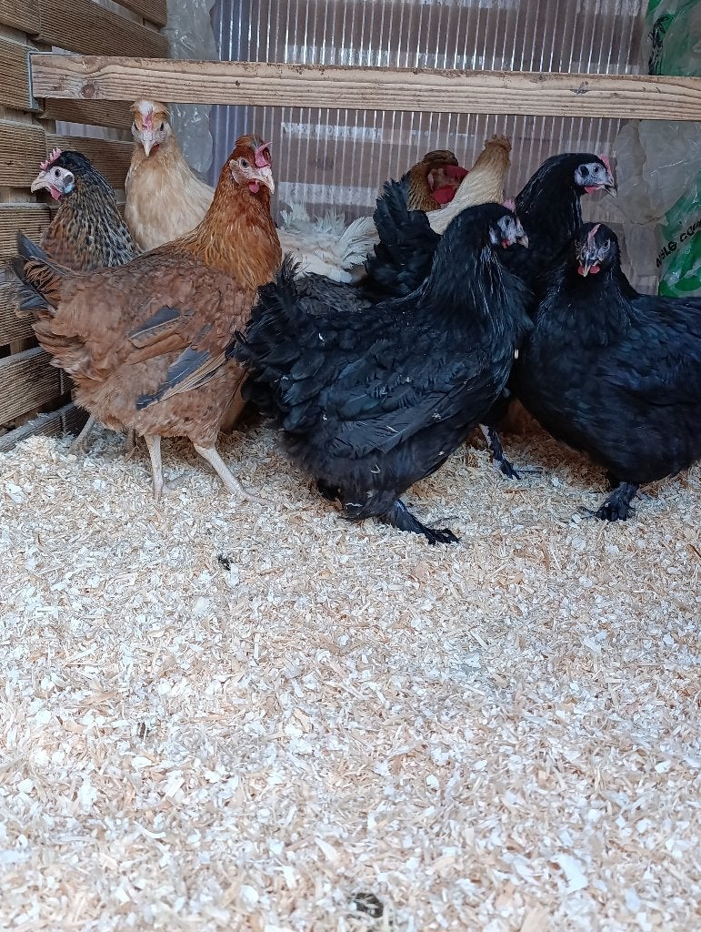 zuivere marans hennen beste prijs van België 0499/082381, Vrouwelijk, Kip