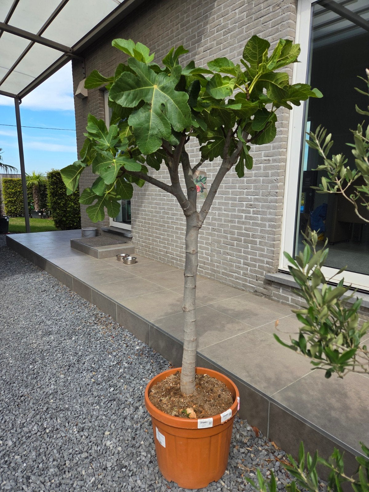 Vijgenboom Ficus Carica 'Dame Blanche', Tuin en Terras, Planten | Fruitbomen, Ophalen, Halfschaduw, Vijgenboom
