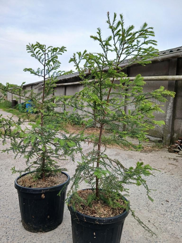 Kustsequoia boompjes te koop, Tuin en Terras, Bloeit niet, Halfschaduw, Overige soorten, 100 tot 250 cm