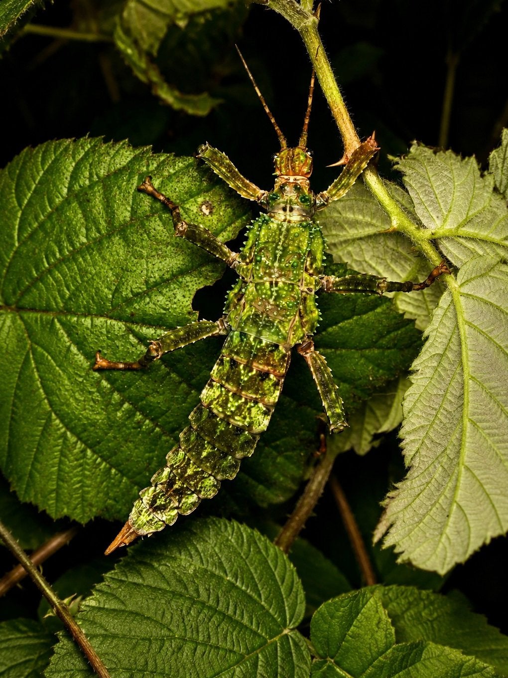 Edelsteen Groene wandelende takken - Zeldzame soort