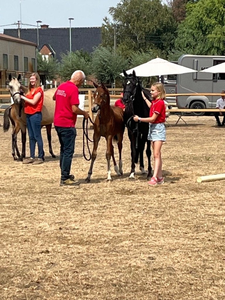 Top D pony hengstveulen met FEI potentieel, Met stamboom, Dressuurpony, 0 tot 2 jaar, Hengst