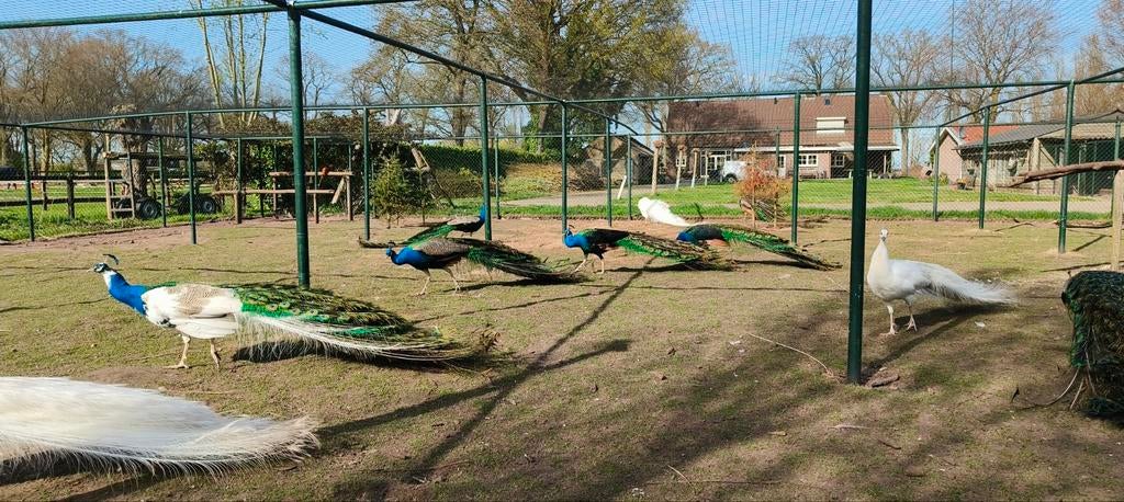 Prachtige pauwen, Dieren en Toebehoren, Pluimvee