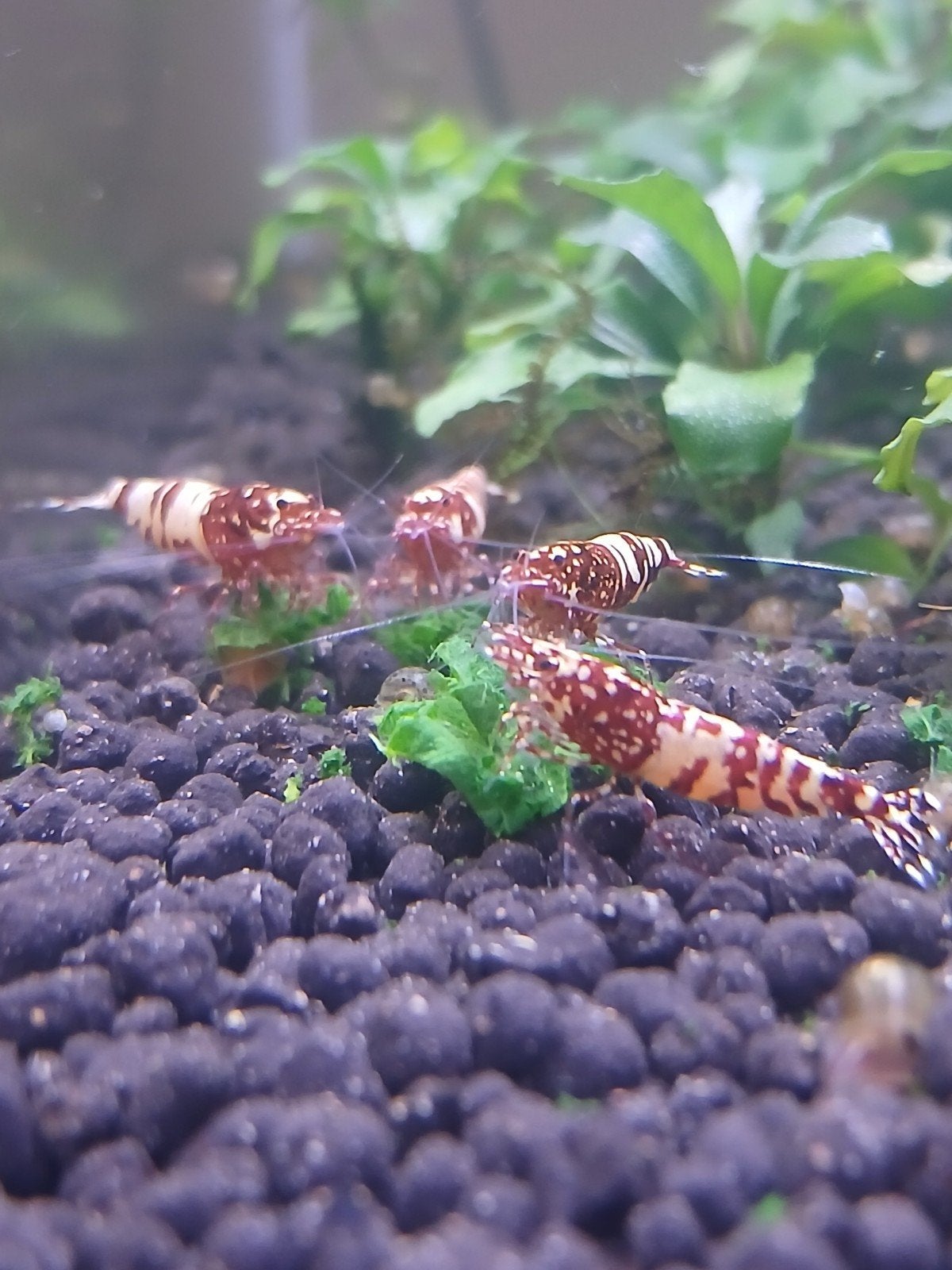 Red snowfall caridina garnalen