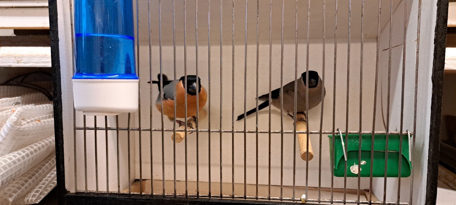 Overjaars koppel gouvinken., Oiseau chanteur sauvage, Bagué
