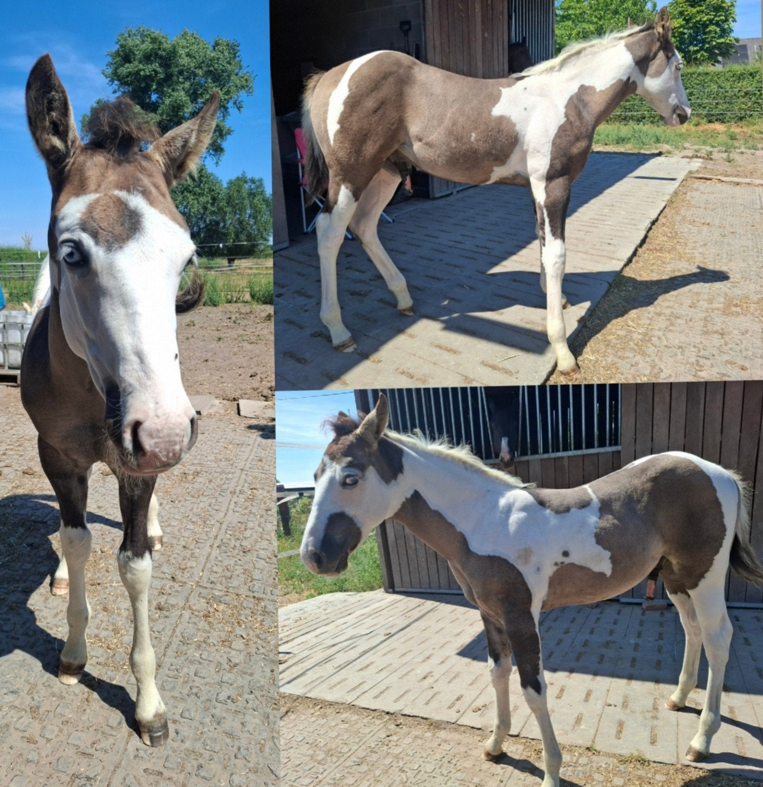 grullo tobiano hengst, Dieren en Toebehoren, Paarden, Minder dan 160 cm, Met stamboom, 0 tot 2 jaar, Hengst