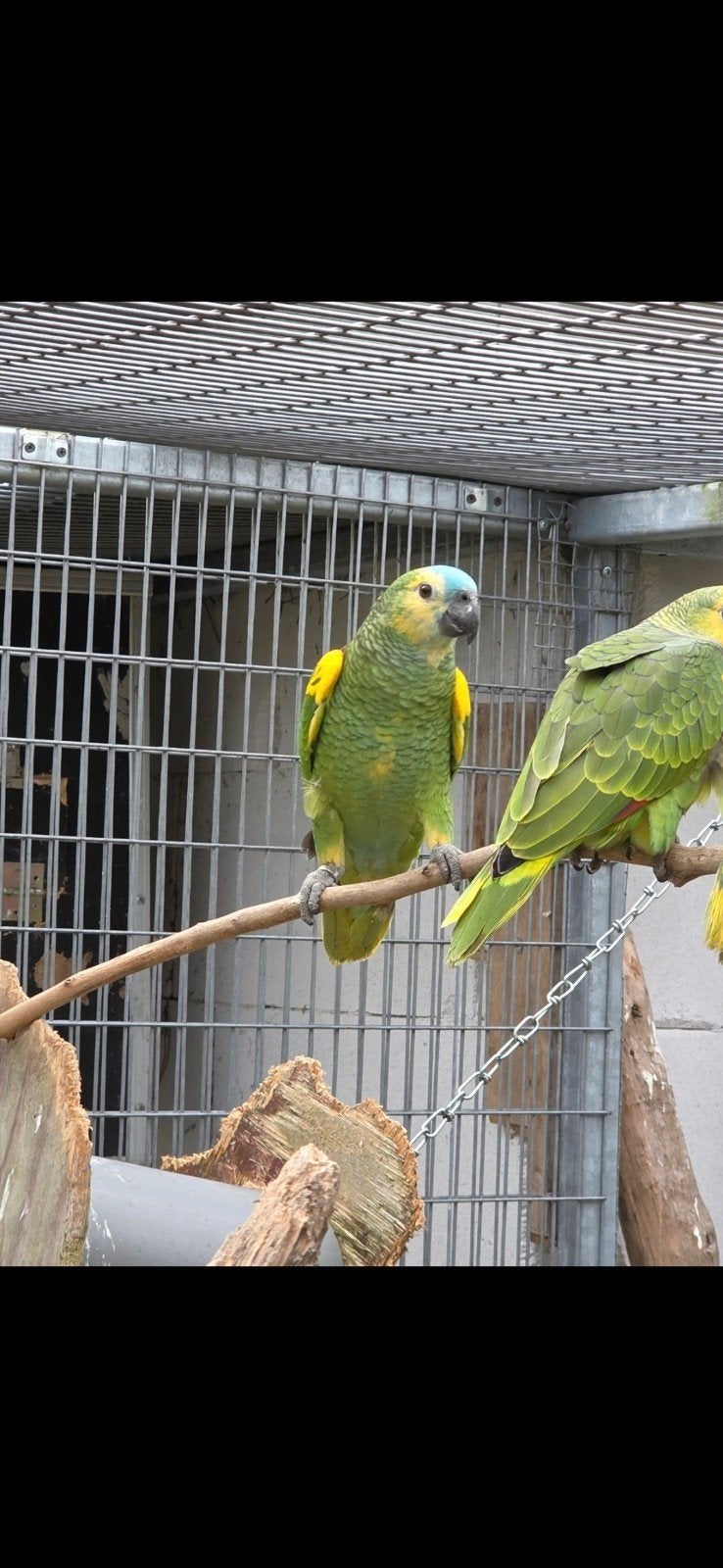 Geelschouder blauwvoorhoofd amazone natuirbroed, Dieren en Toebehoren, Vogels | Parkieten en Papegaaien, Geringd