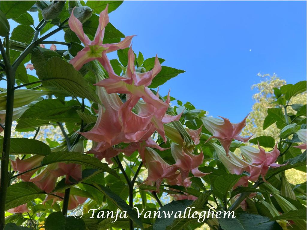 Rosea Brugmansia planten (Enkelbloemig), Tuin en Terras, Volle zon, Vaste plant, Zomer, Ophalen