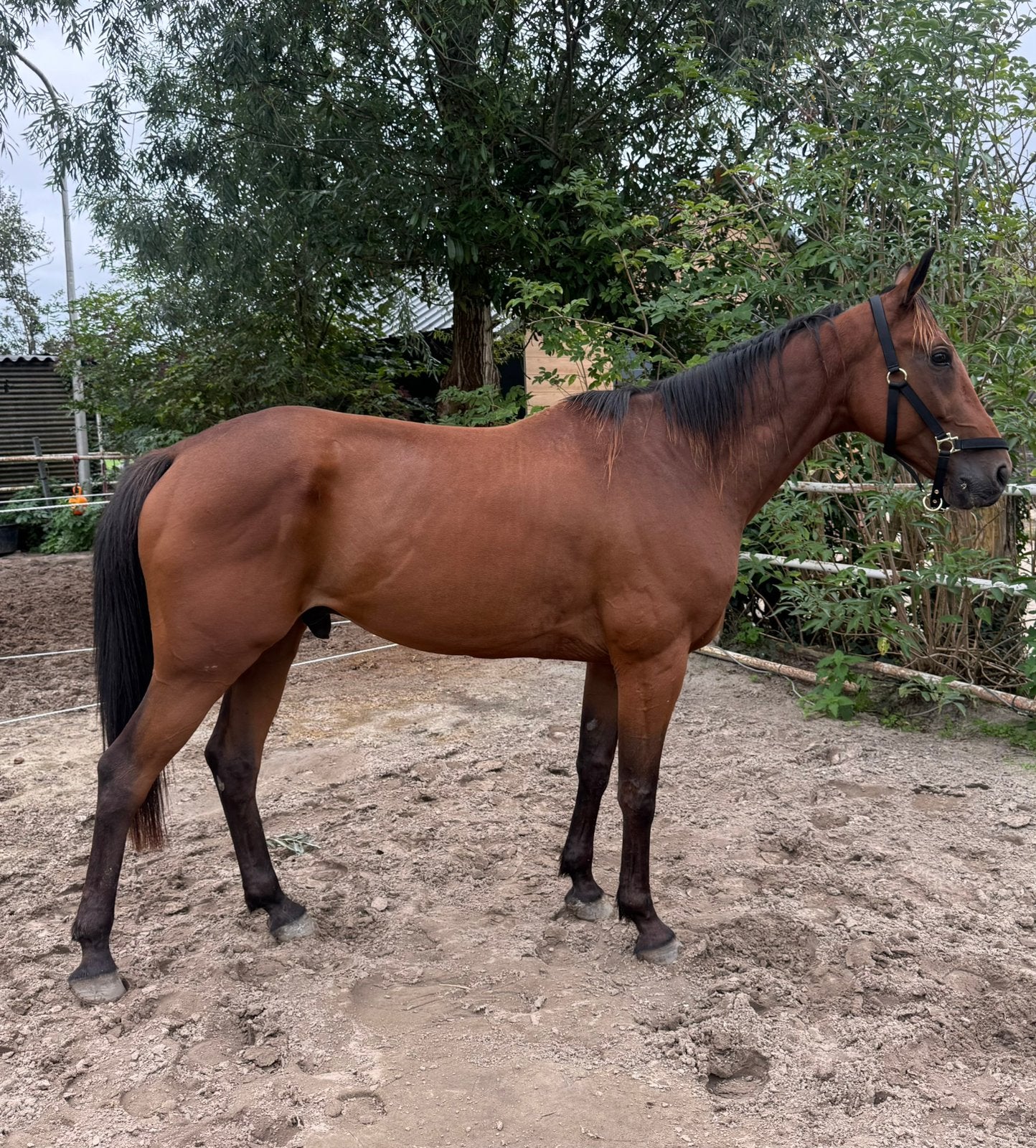 7 jarige koers draver ruin - TF, Dieren en Toebehoren, Ruin, M, 160 tot 165 cm, 7 tot 10 jaar