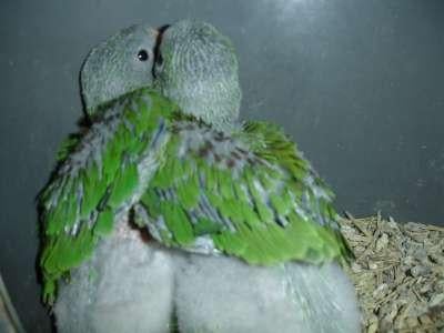 grands alexandrins à élever à la main, Sexe inconnu, Perruche, Bagué