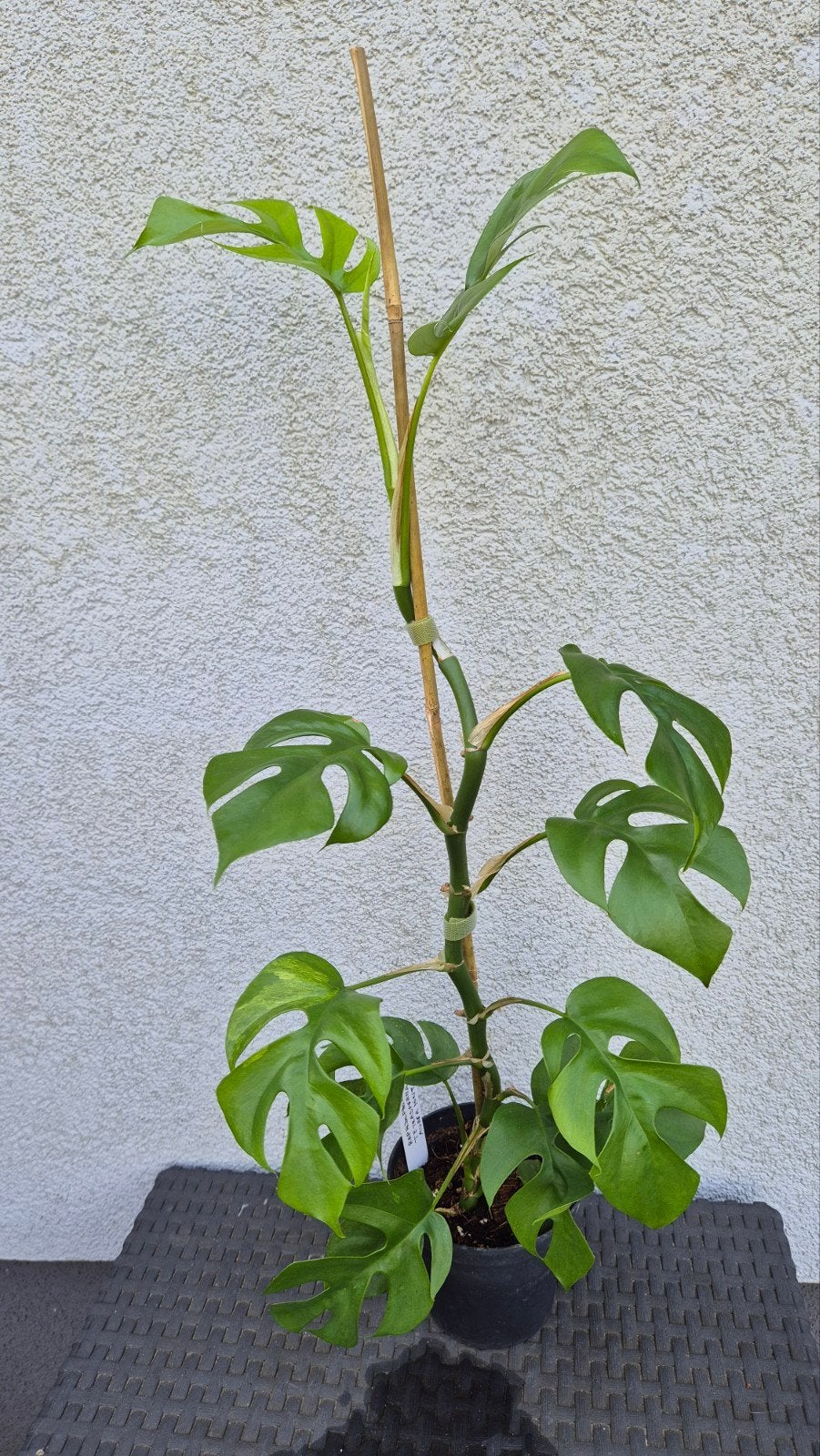 Raphidophora tetrasperma aurea mint, Enlèvement ou Envoi