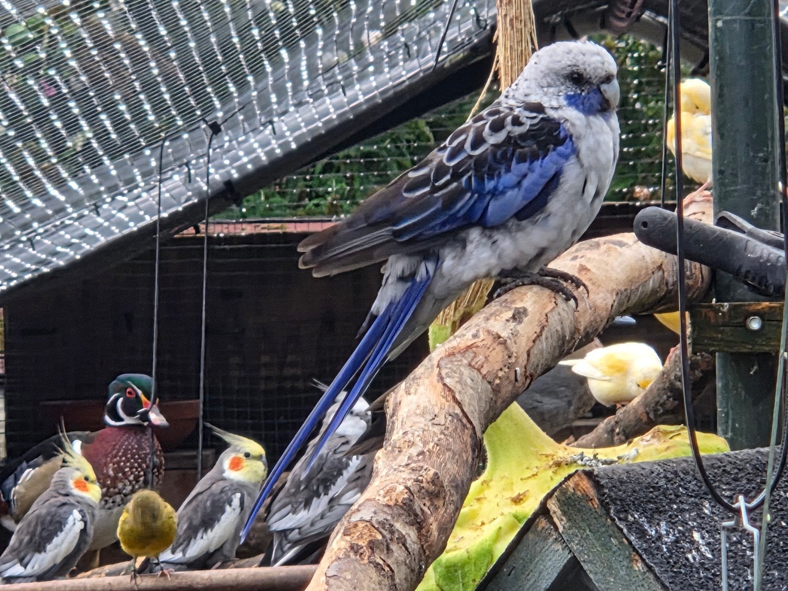 te koop mooie penant rosella pop, Animaux & Accessoires