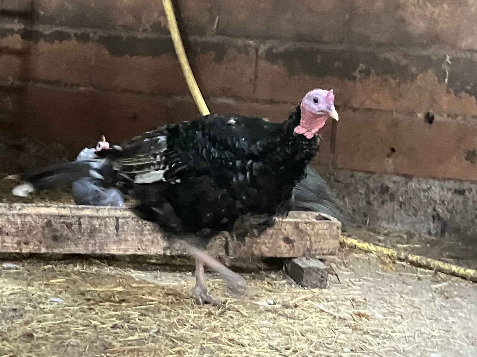 Ronquières kalkoen haan., Dieren en Toebehoren, Pluimvee, Kalkoen