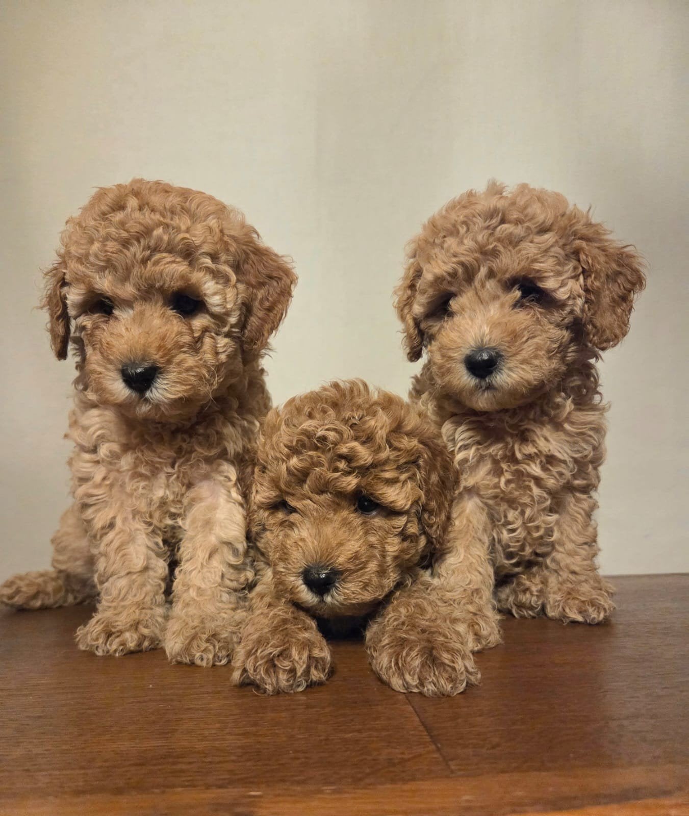 Prachtige dwergpoedelpuppy's, Poedel, België, Fokker | Hobbymatig, Meerdere