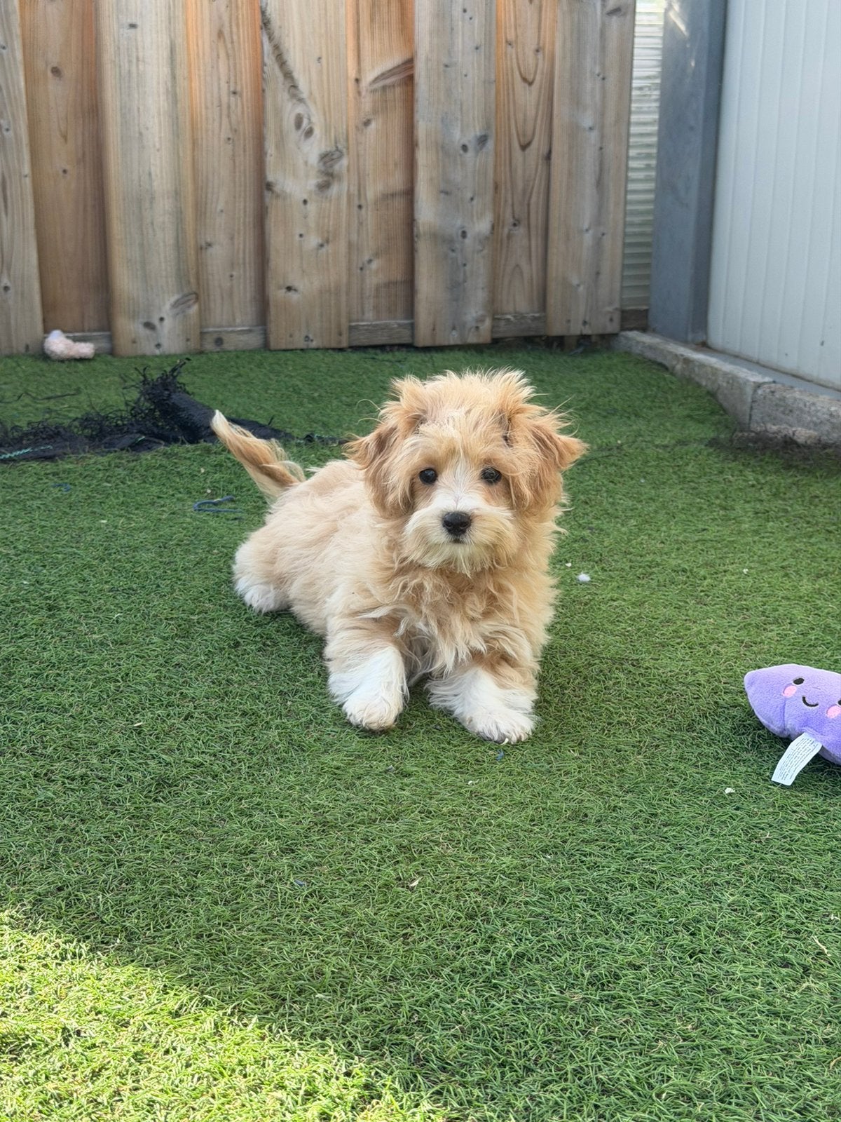 Lieve mini maltipoo pup, Dieren en Toebehoren, België, Overige rassen, CDV (hondenziekte), 8 tot 15 weken
