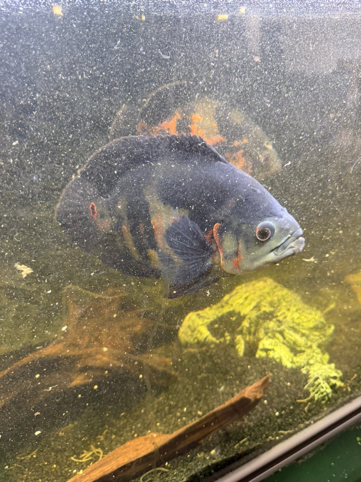 Pauwoogchicilieden, Dieren en Toebehoren