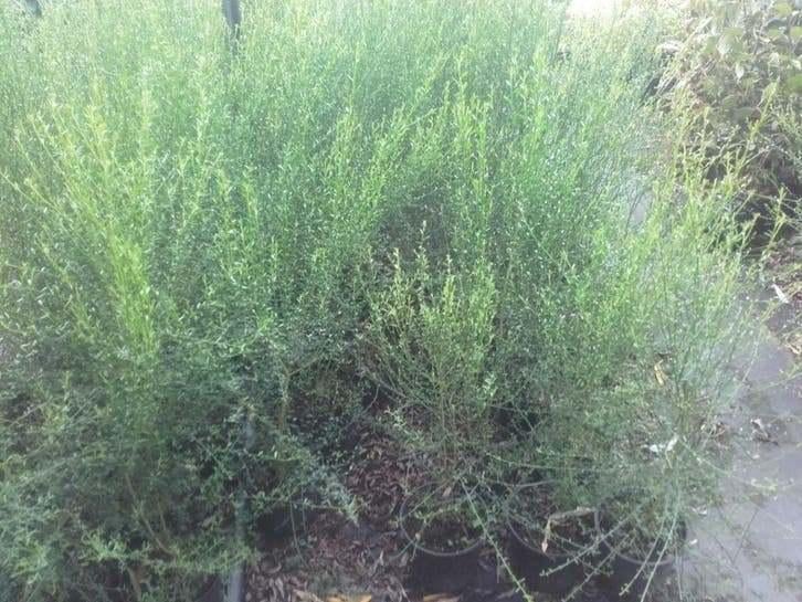 Balai (Cytisus scoparius) | Balai jaune en pot indigène, Enlèvement ou Envoi, En pot