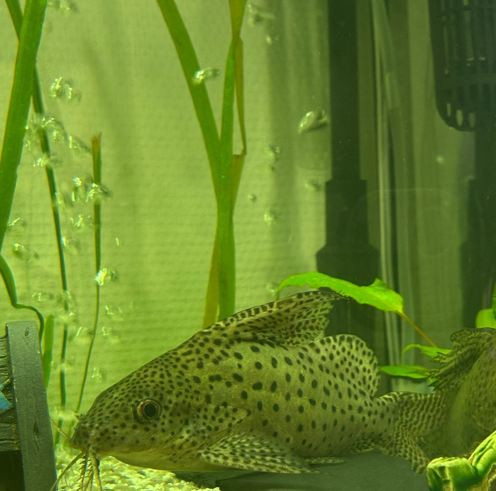 2 Synodontis eupterus zoeken samen een nieuw thuis, Dieren en Toebehoren, Vis, Zoetwatervis