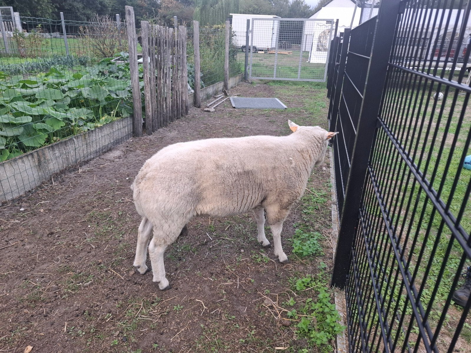 schapenbok, Animaux & Accessoires, Mâle, Mouton, 0 à 2 ans