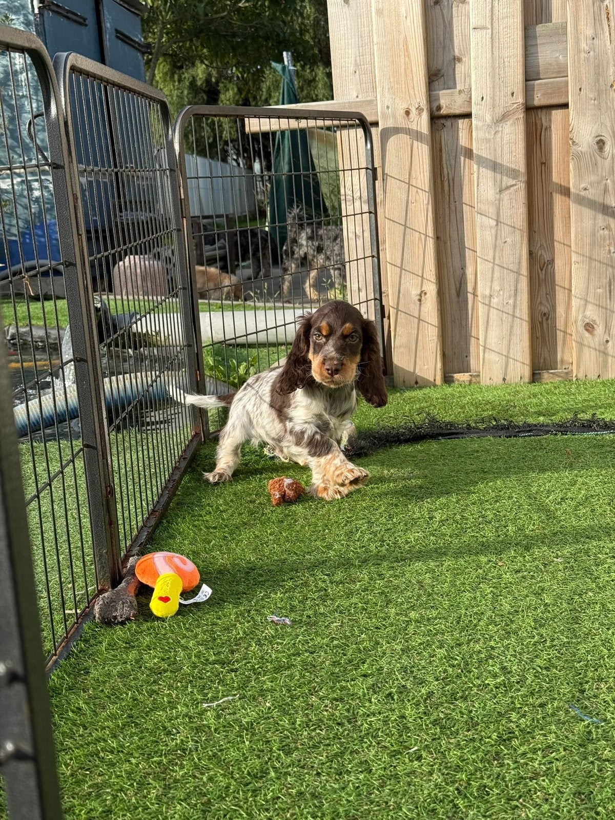 Prachtige engelse cockerspaniel pup, België, Reu, CDV (hondenziekte), 8 tot 15 weken