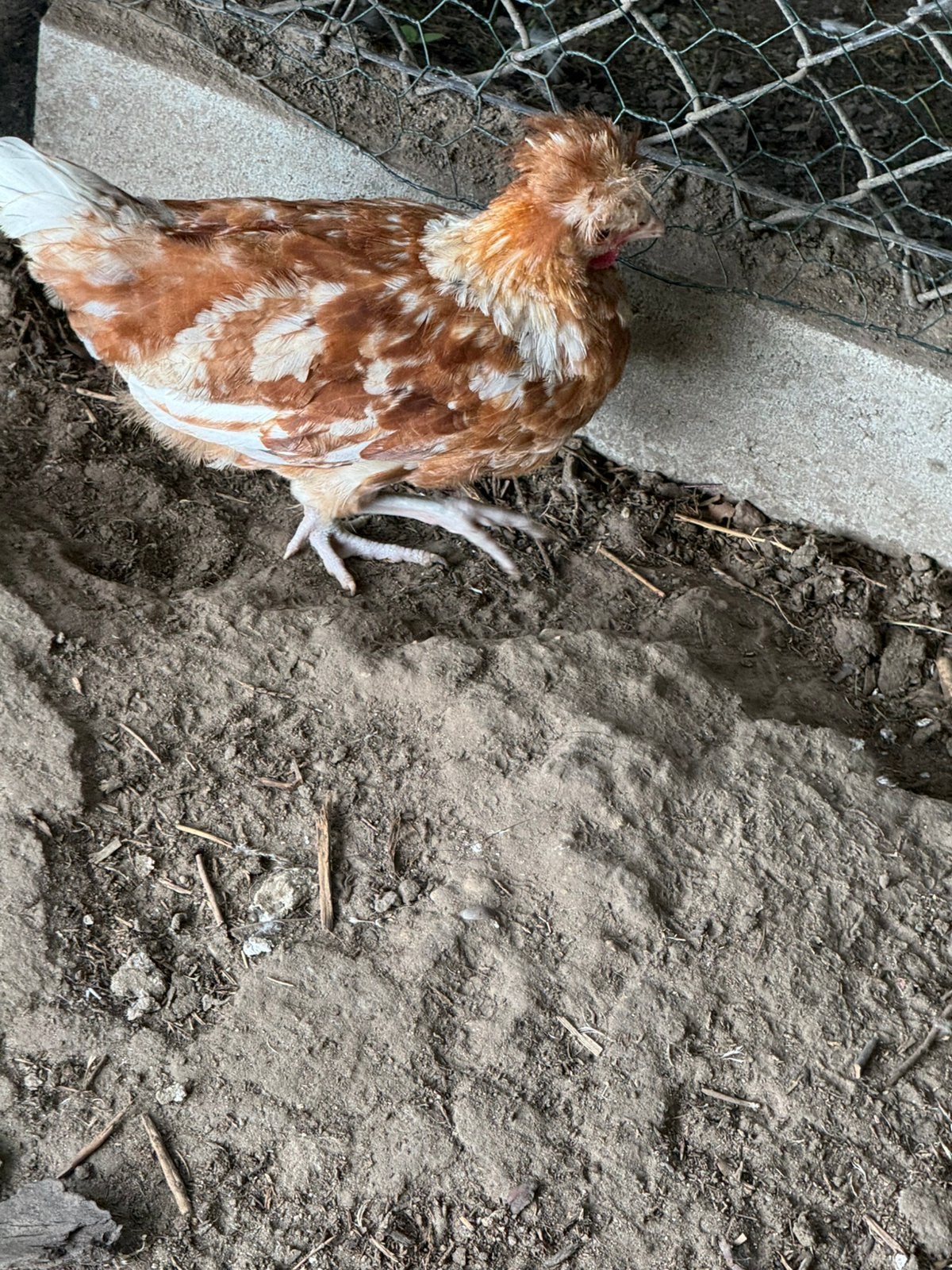 2 kuif kip hannen, Dieren en Toebehoren, Ophalen