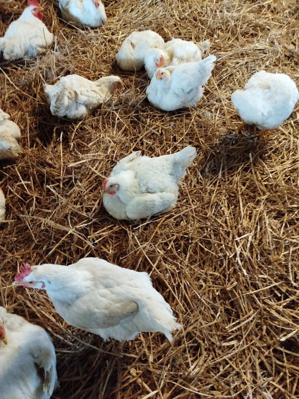 Beaux poulets gras à vendre, Animaux & Accessoires, Volatiles