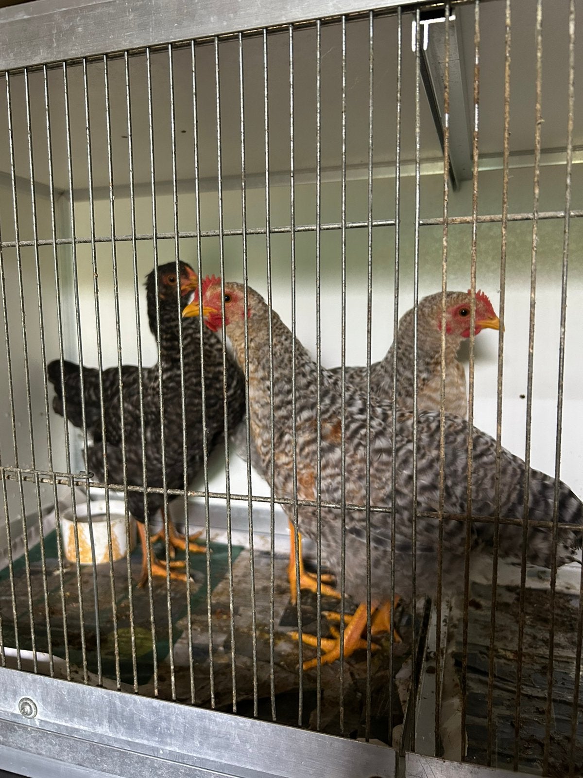 Kuikens Bielefelder, Dieren en Toebehoren, Meerdere dieren, Kip