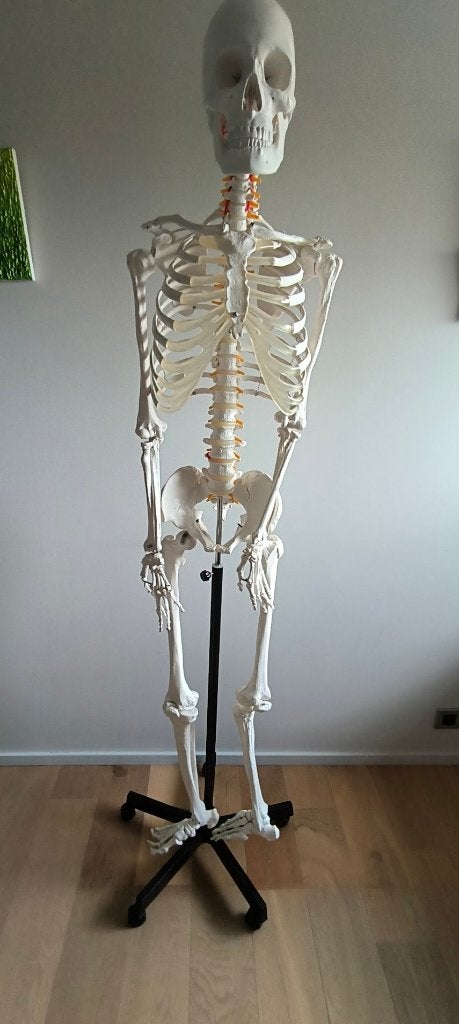 Levensgroot anatomisch skelet – quasi nieuw, Ophalen, Zo goed als nieuw
