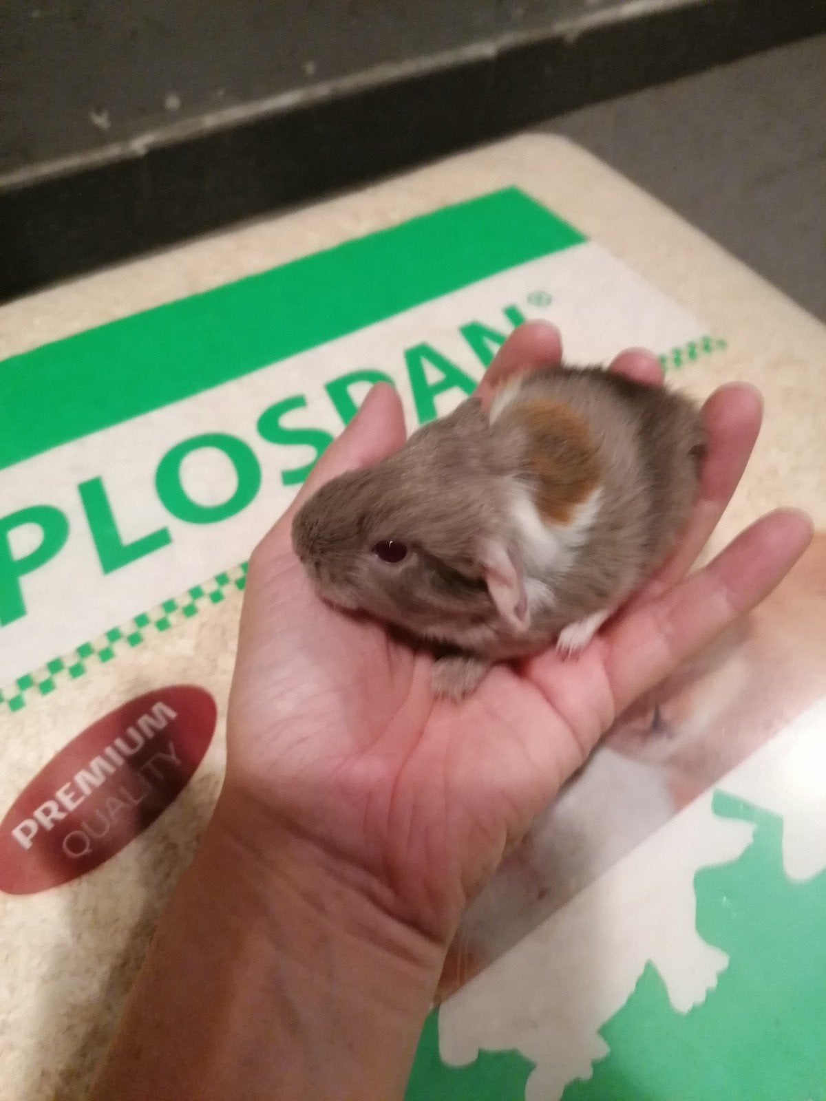 cavia zeugjes rode oogjes, Dieren en Toebehoren, Juli, Vrouwelijk, Cavia