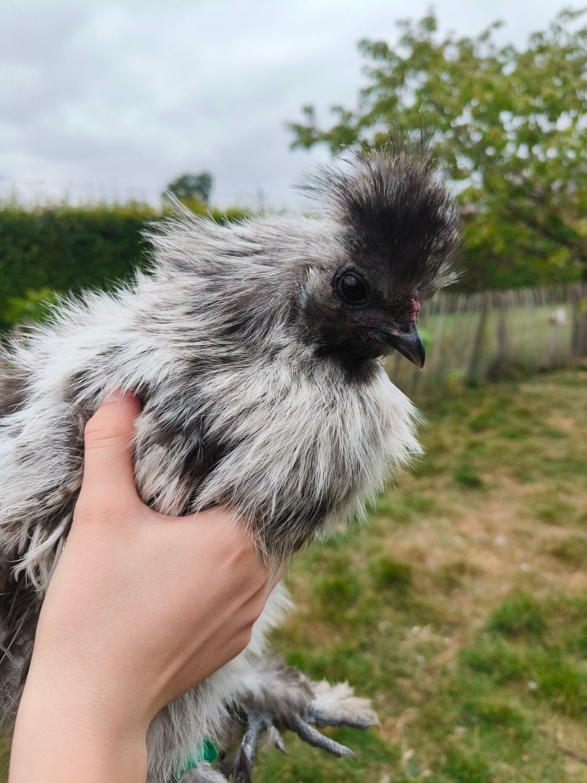 USA zijdehoender haan, Animaux & Accessoires, Volatiles, Mâle, Poule ou poulet