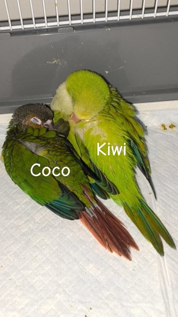 Muisparkiet, Geslacht onbekend, Dwergpapegaai of Agapornis, Tam