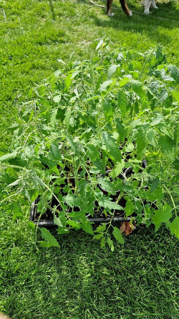 tomatenplanten, coeur de boeuf, Jardin & Terrasse, Plantes | Jardin, Enlèvement, Été, Annuelle, Plantes potagères