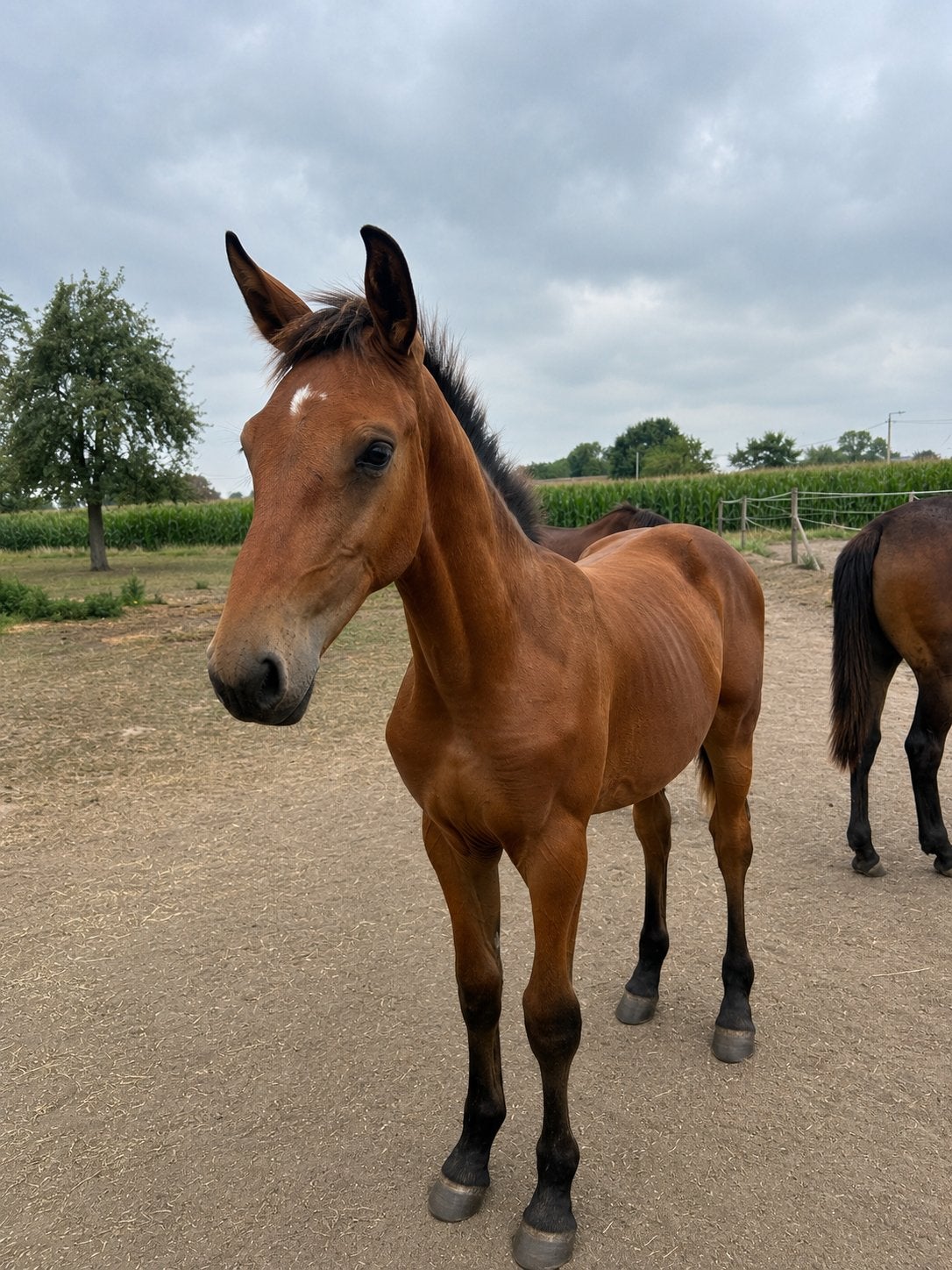 Prachtig hengstenveulen springgefokt, Dieren en Toebehoren, Paarden