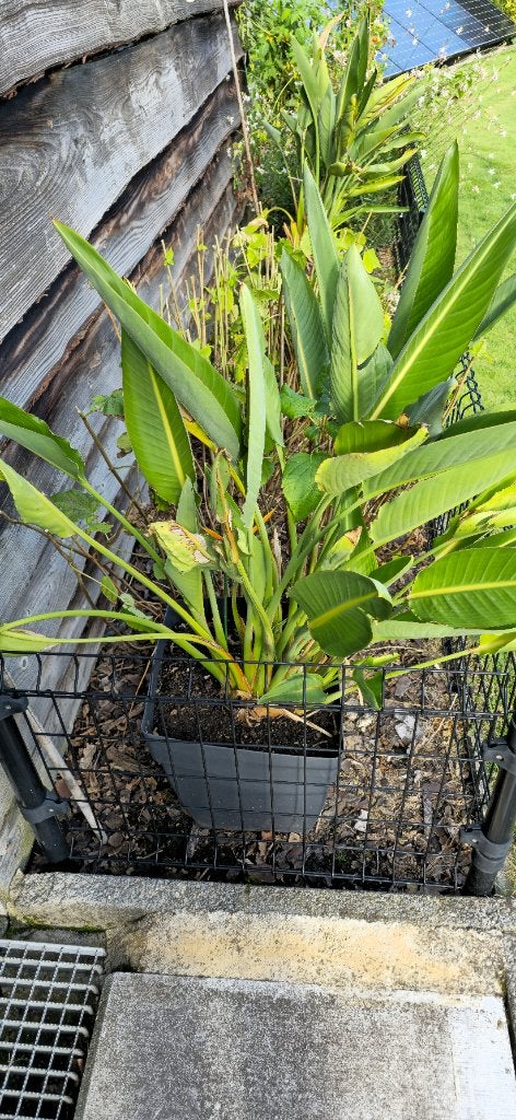 paradijsvogelbloem, Ophalen, Zomer, Vaste plant, Overige soorten
