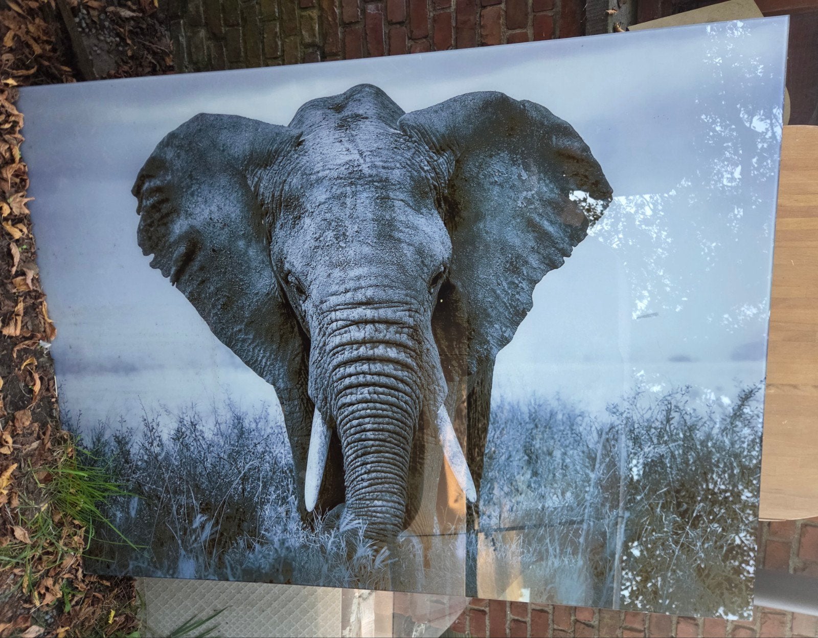 Glazen foto Olifant, Ophalen, Gebruikt, 125 cm of meer, Foto of Poster