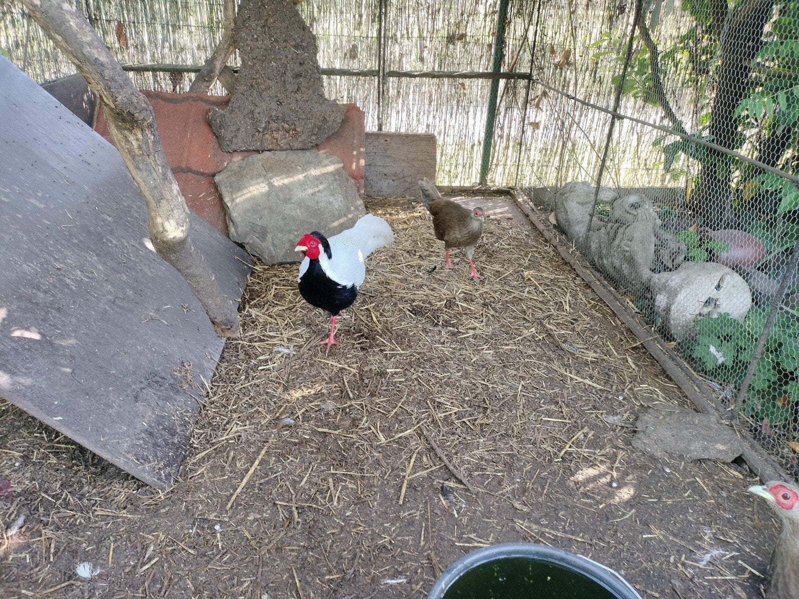 zilverfazanten, Dieren en Toebehoren