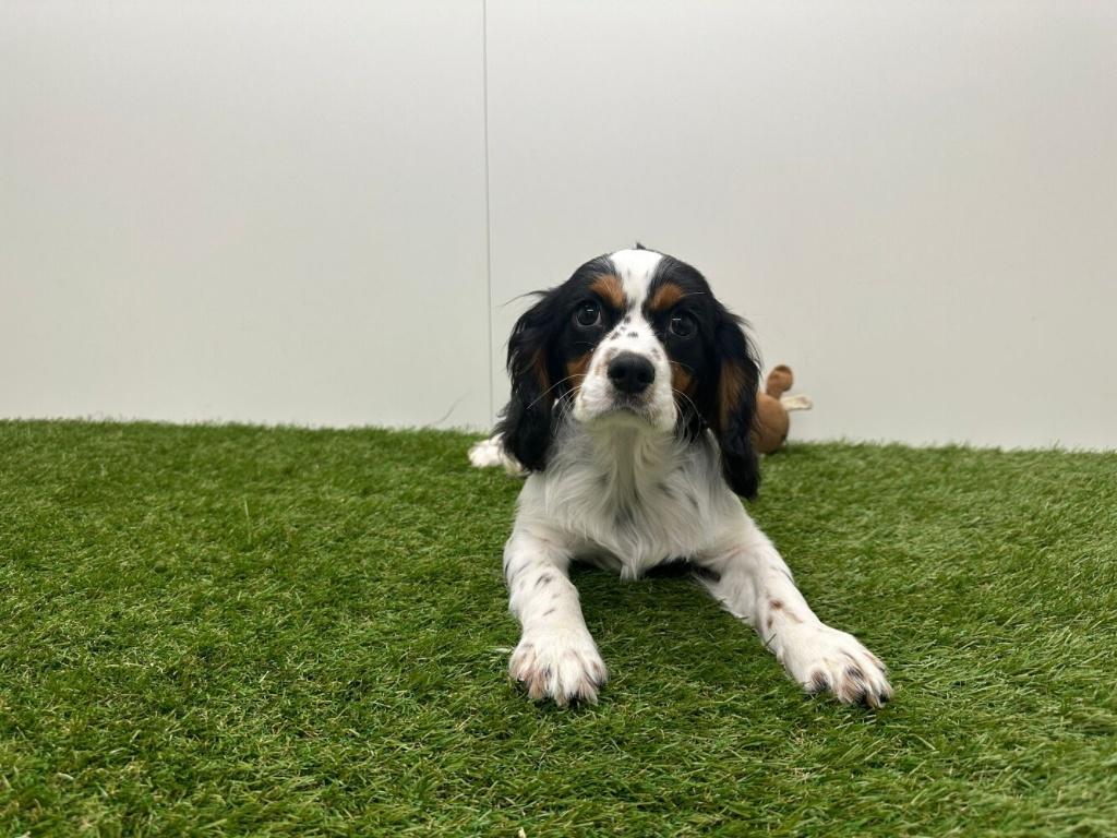 Cavalier King Charles Spaniel pups, België, Reu, 8 tot 15 weken, Parvo