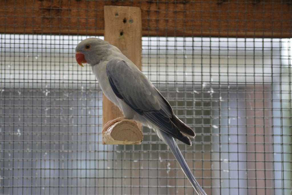 Perruches à collier 2025 Buttercup opaline/opaline, Plusieurs animaux, Perruche, Bagué